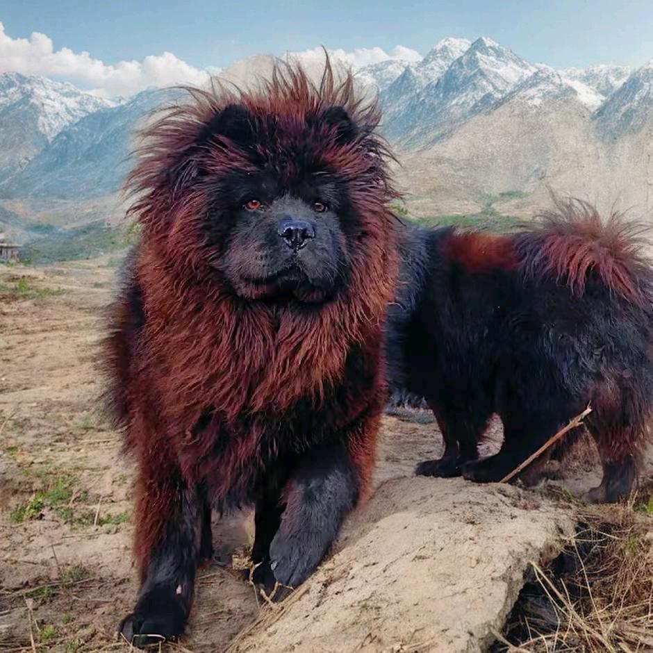 国犬松狮