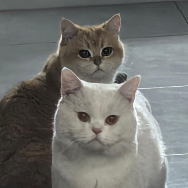 ✨地球正宗铲屎官只想求暴富和主子健康