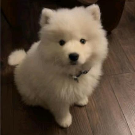 嘿嘿嘿我是肖大帅🐈🐆