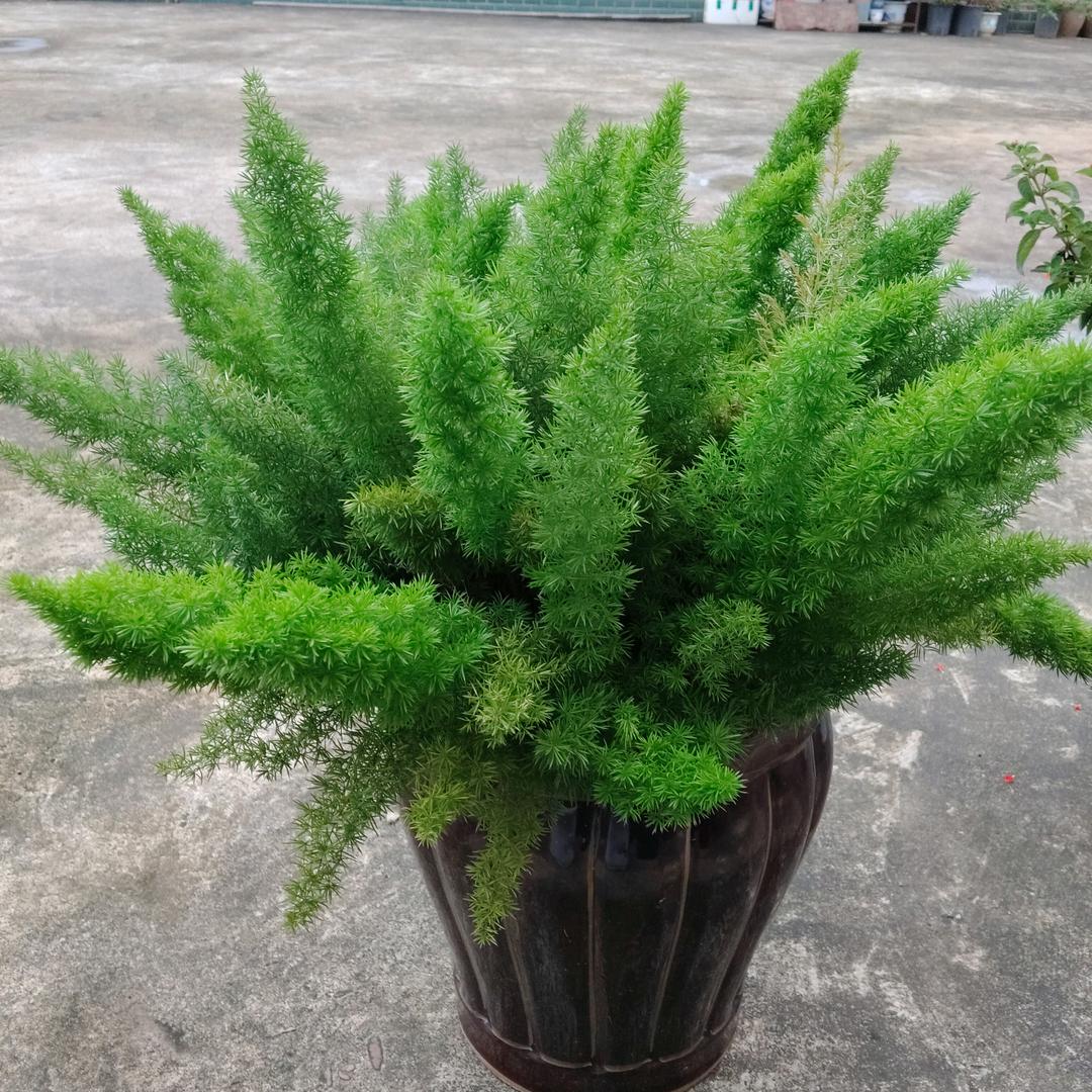 平安是福