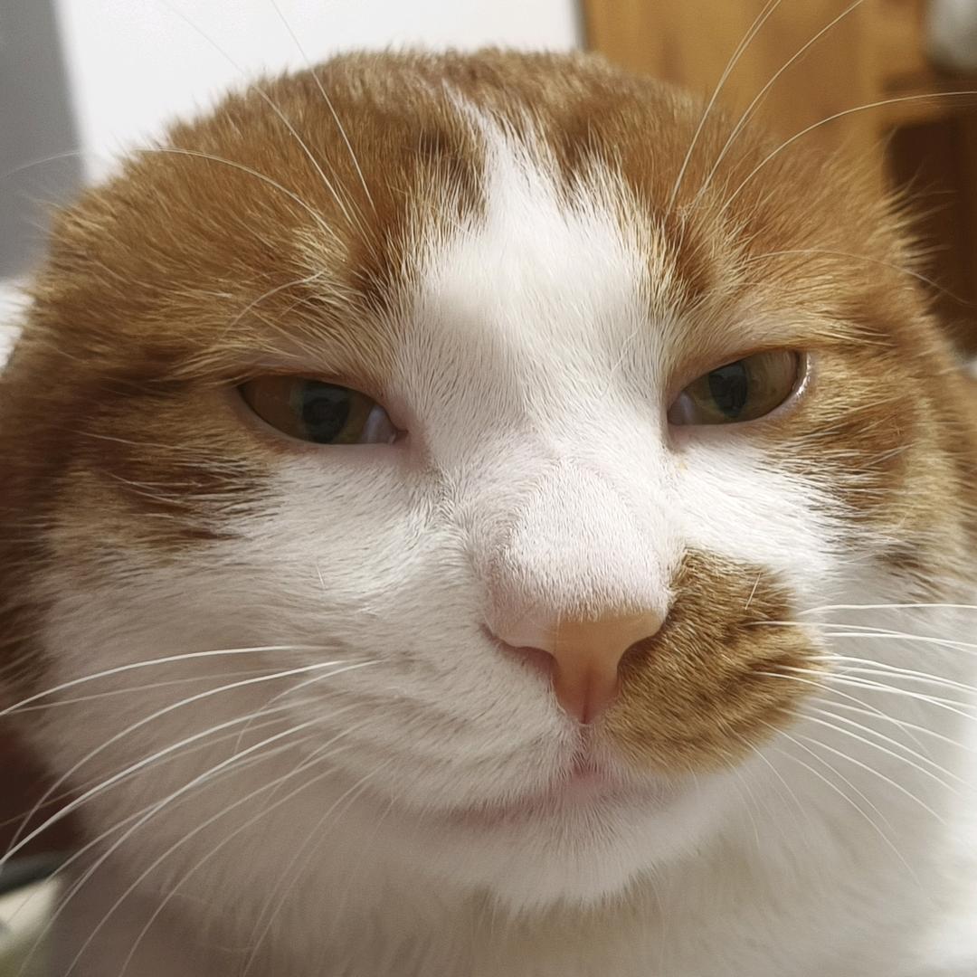 孟兮泽泽泽泽泽泽  ˶╹ꇴ╹˶