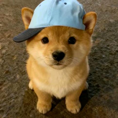 笨蛋猪