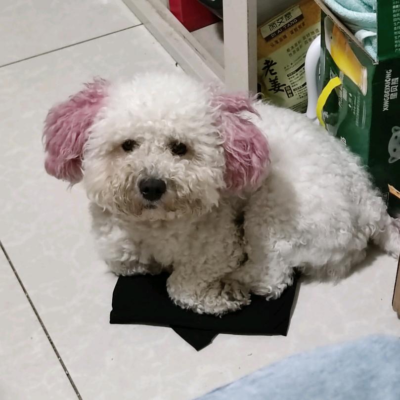 骑不快的ss