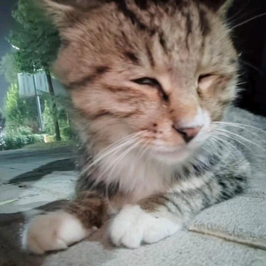 性感蟑螂火辣辣