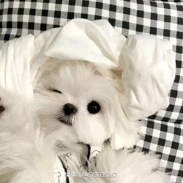 我是小小猪
