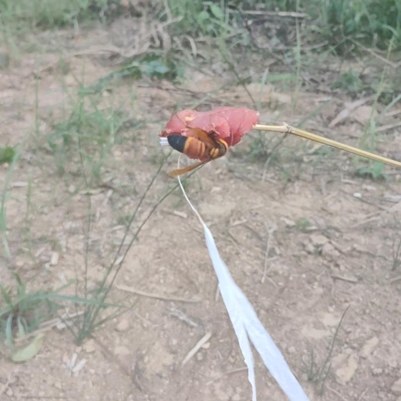 ღ᭄ꦿ山꧔ꦿ້໌ᮨ࿐²º²⁵