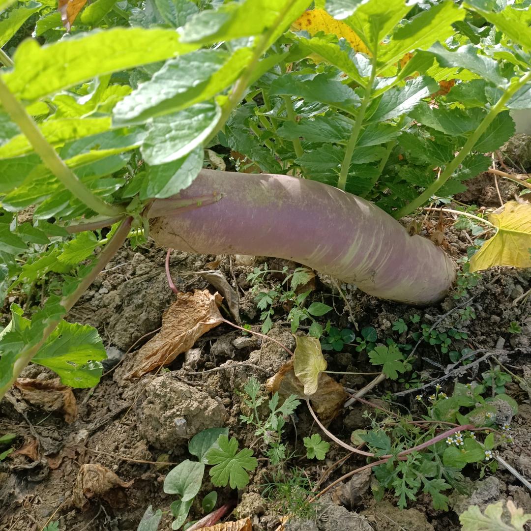 9696好人壹生平安