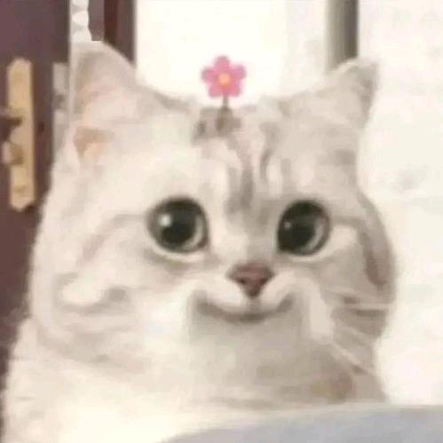 努力向上的小凡