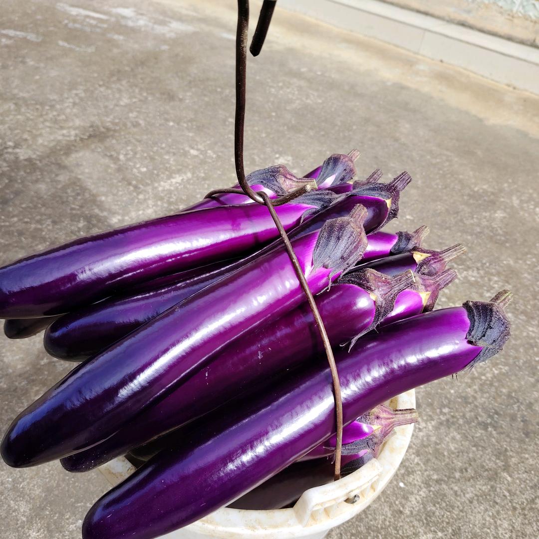 狼行天下，狂野的心，造福农业种直优质蔬菜