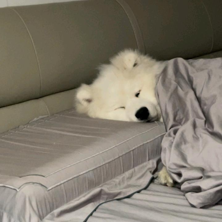 故意