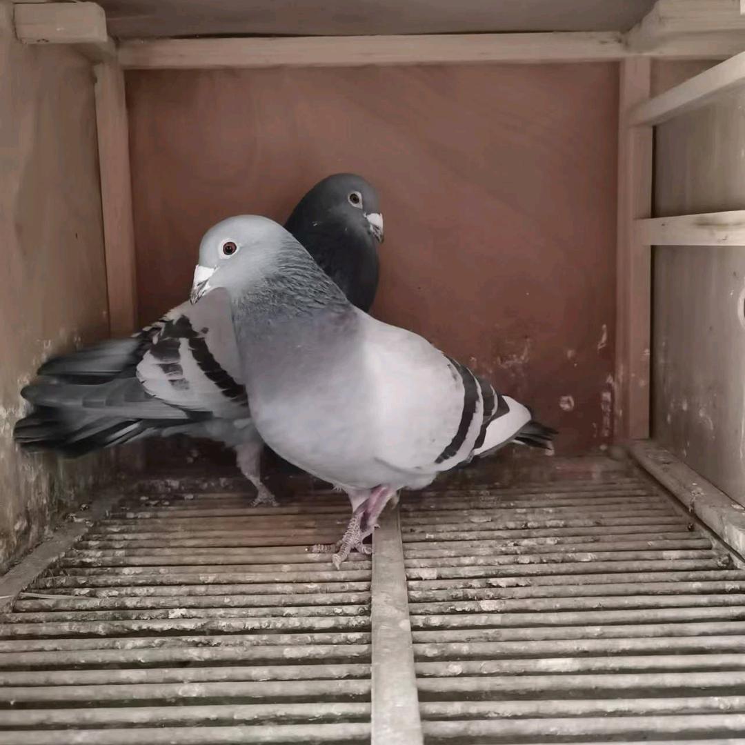 姝颖鸽舍