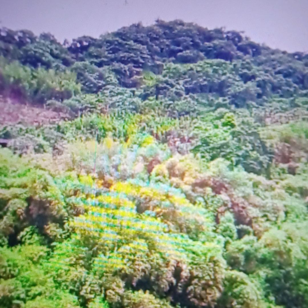 车前草