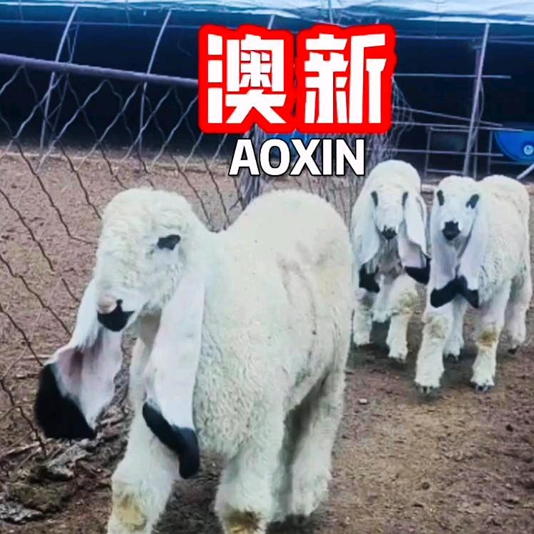 澳新牧业～瓦格吉尔羊……