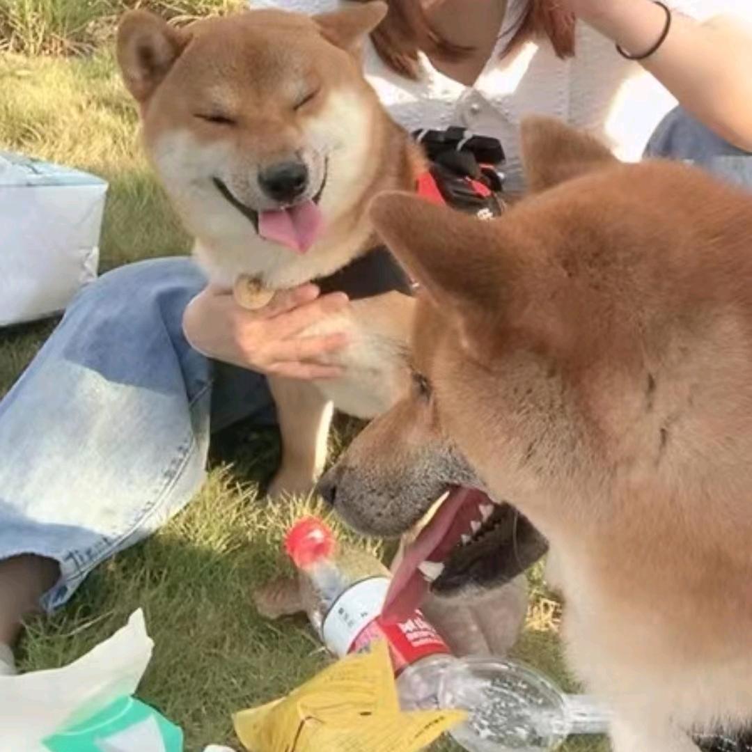 臭宝(●—●)