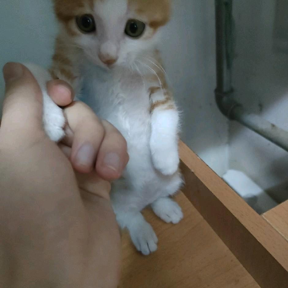 明天晚饭吃什么