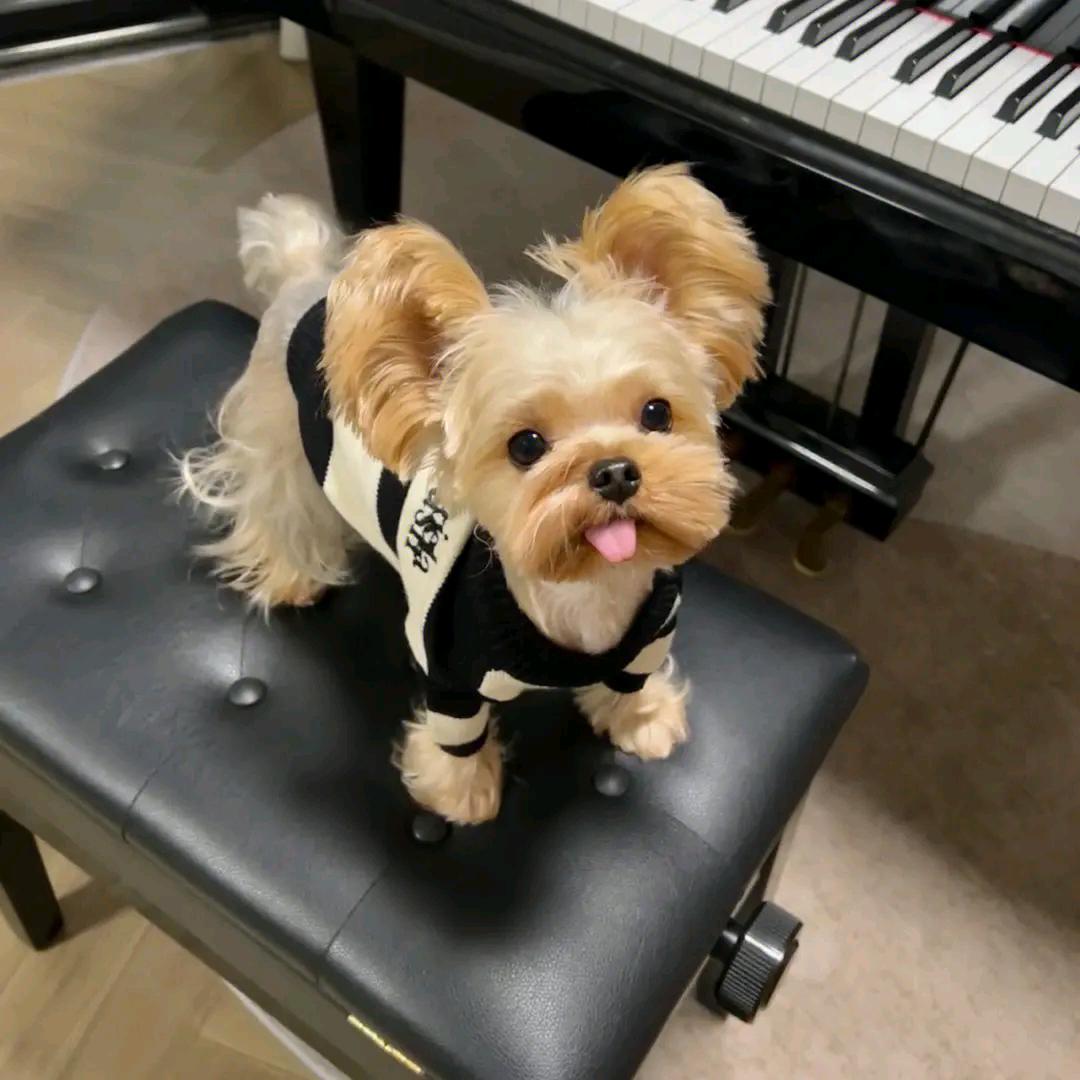 小依亿