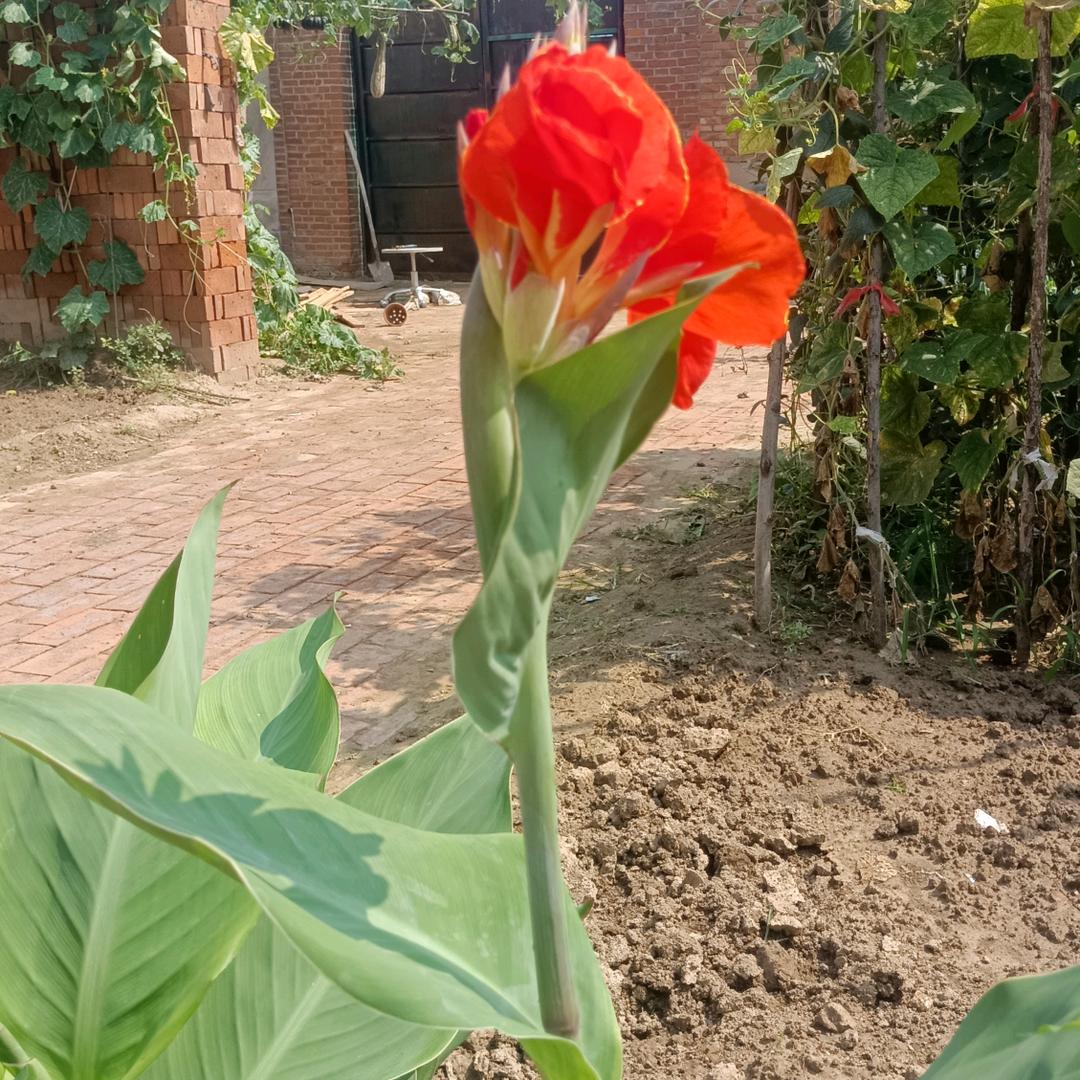 花花人生