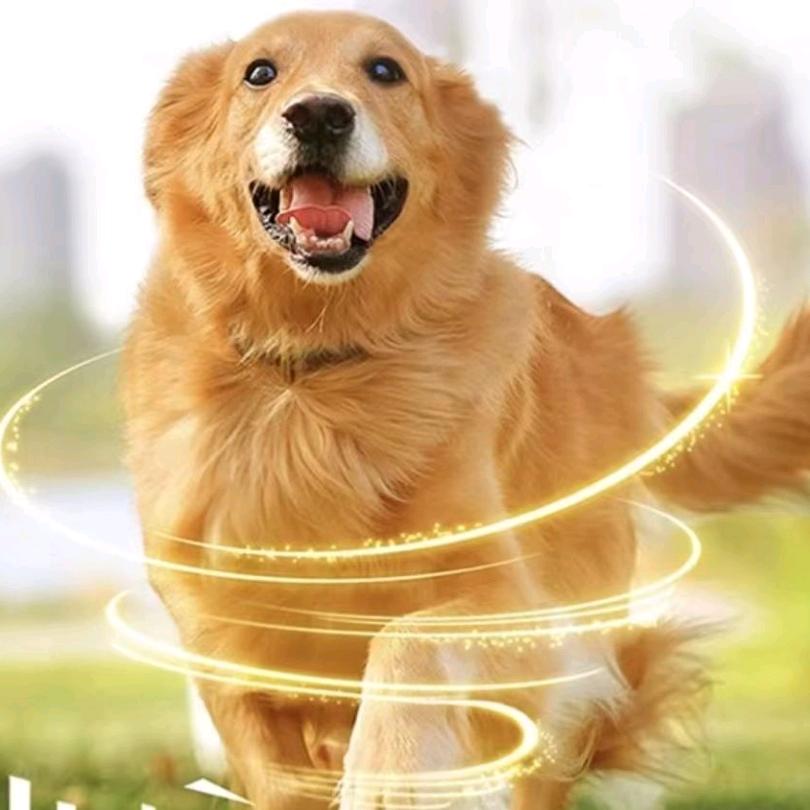 猫狗家长传正能量