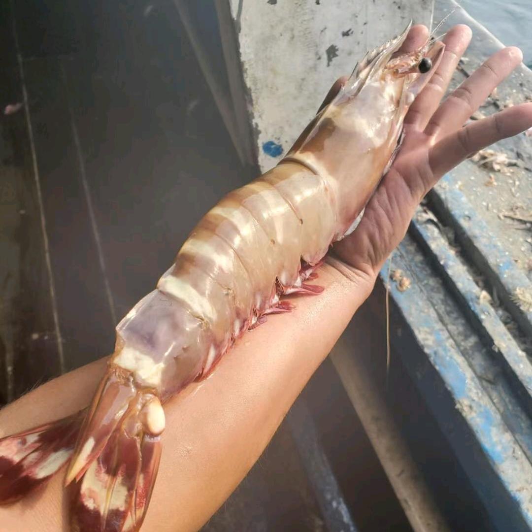 罗马复兴鱼虾多多