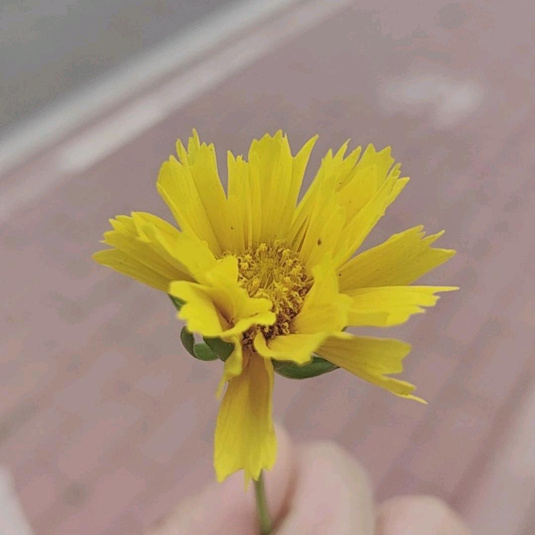 ღﾟ 佛系❤᭄乄㣺乄夵ꦿএ