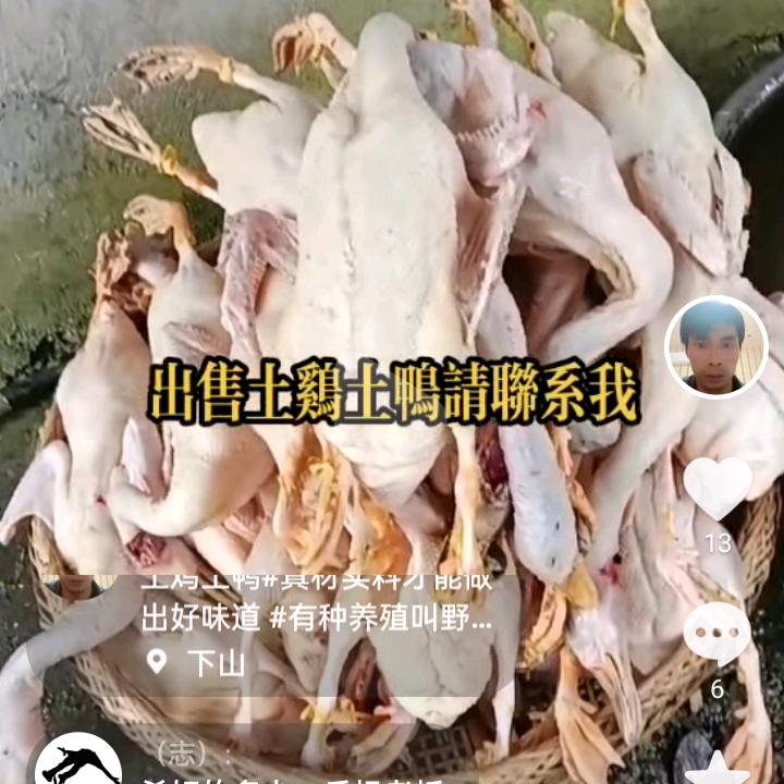 湘西凤凰土鸡鸭杨洲