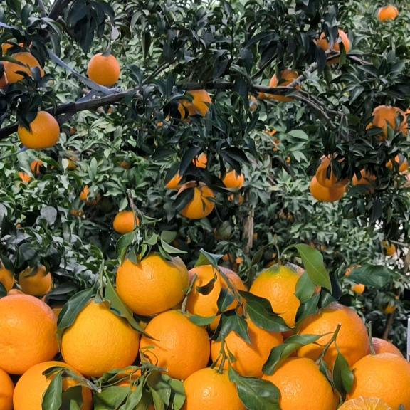 四川蓓源水果种植园