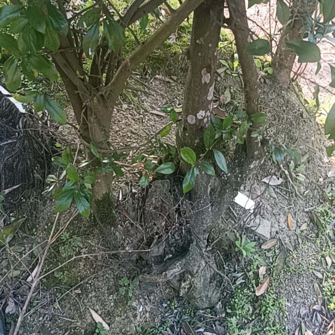 隔壁王哥