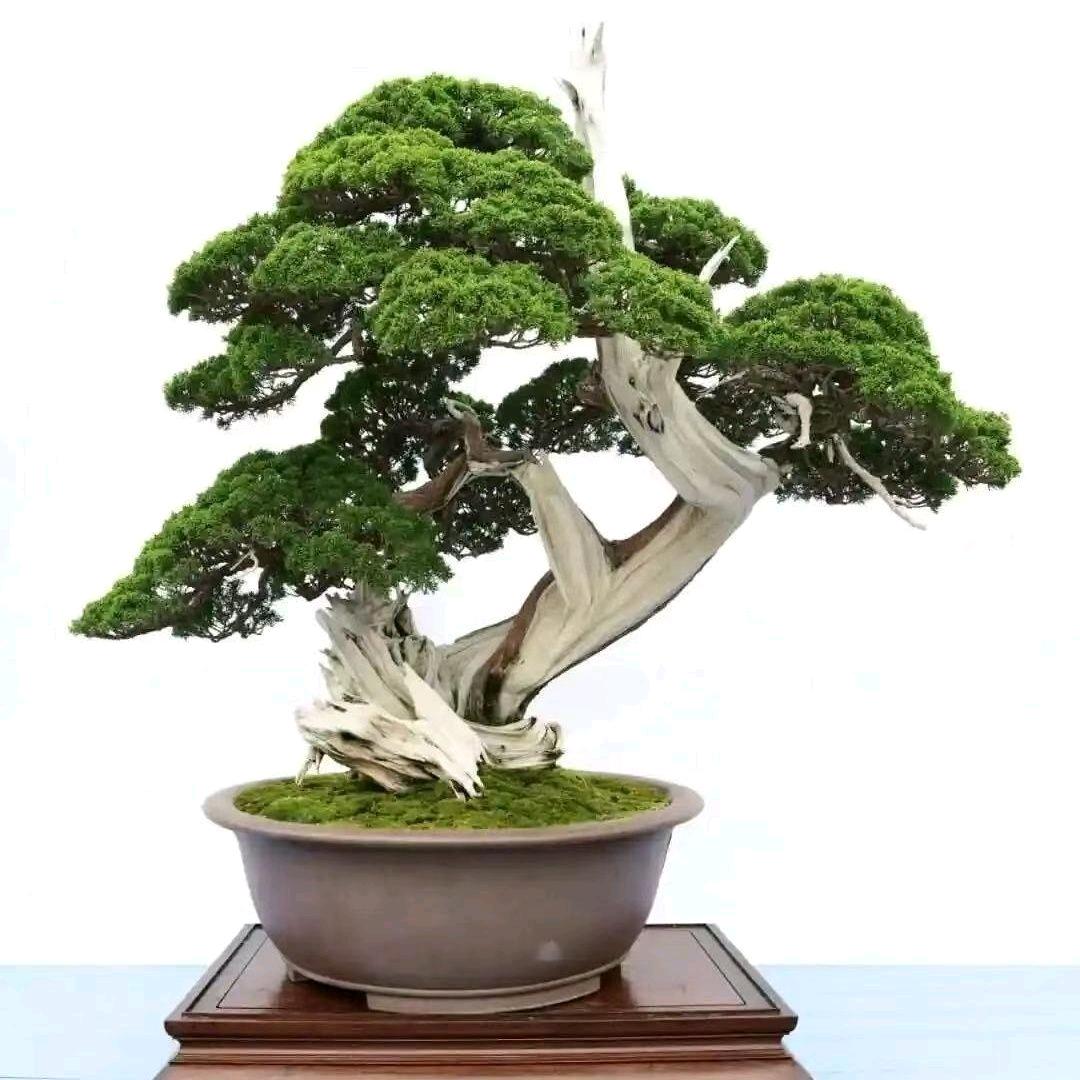 三槐堂盆景