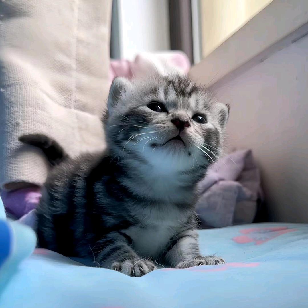 芳