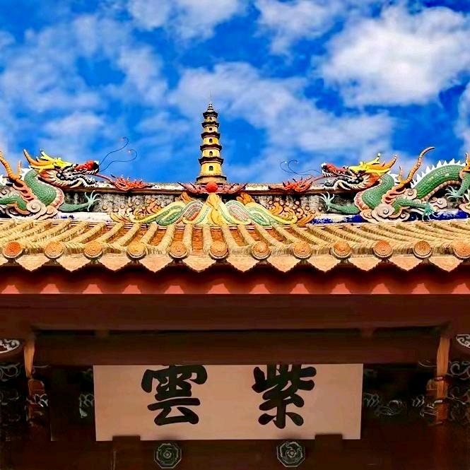 三叶草☘️