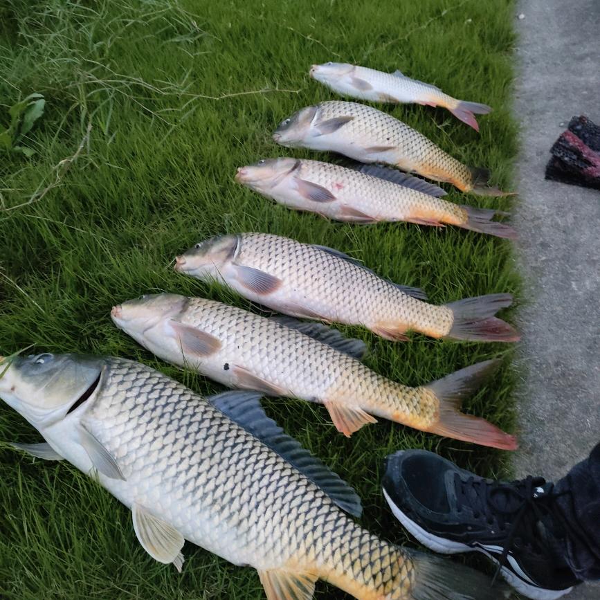小汤～九亭野钓🎣