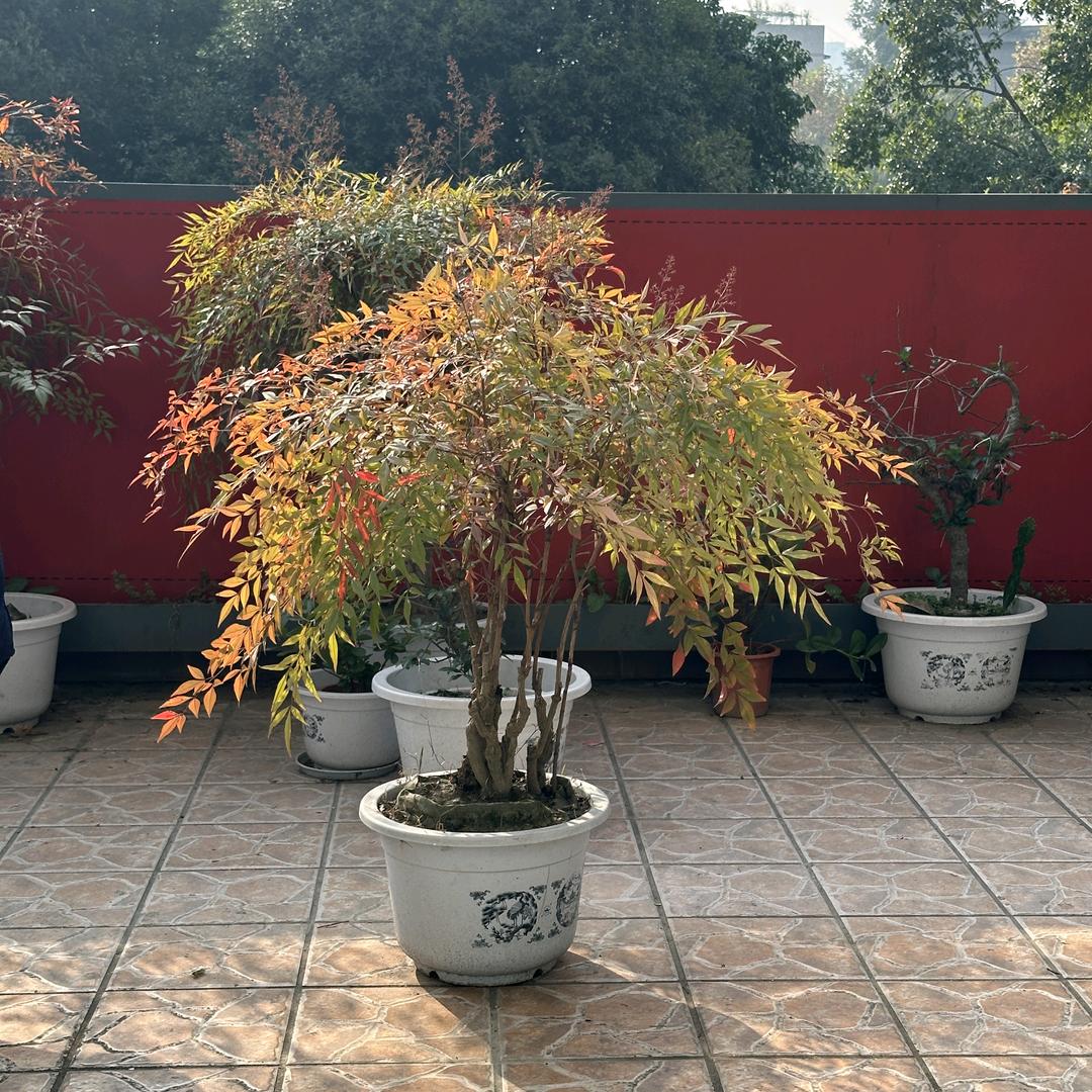 树之优庭院植物店