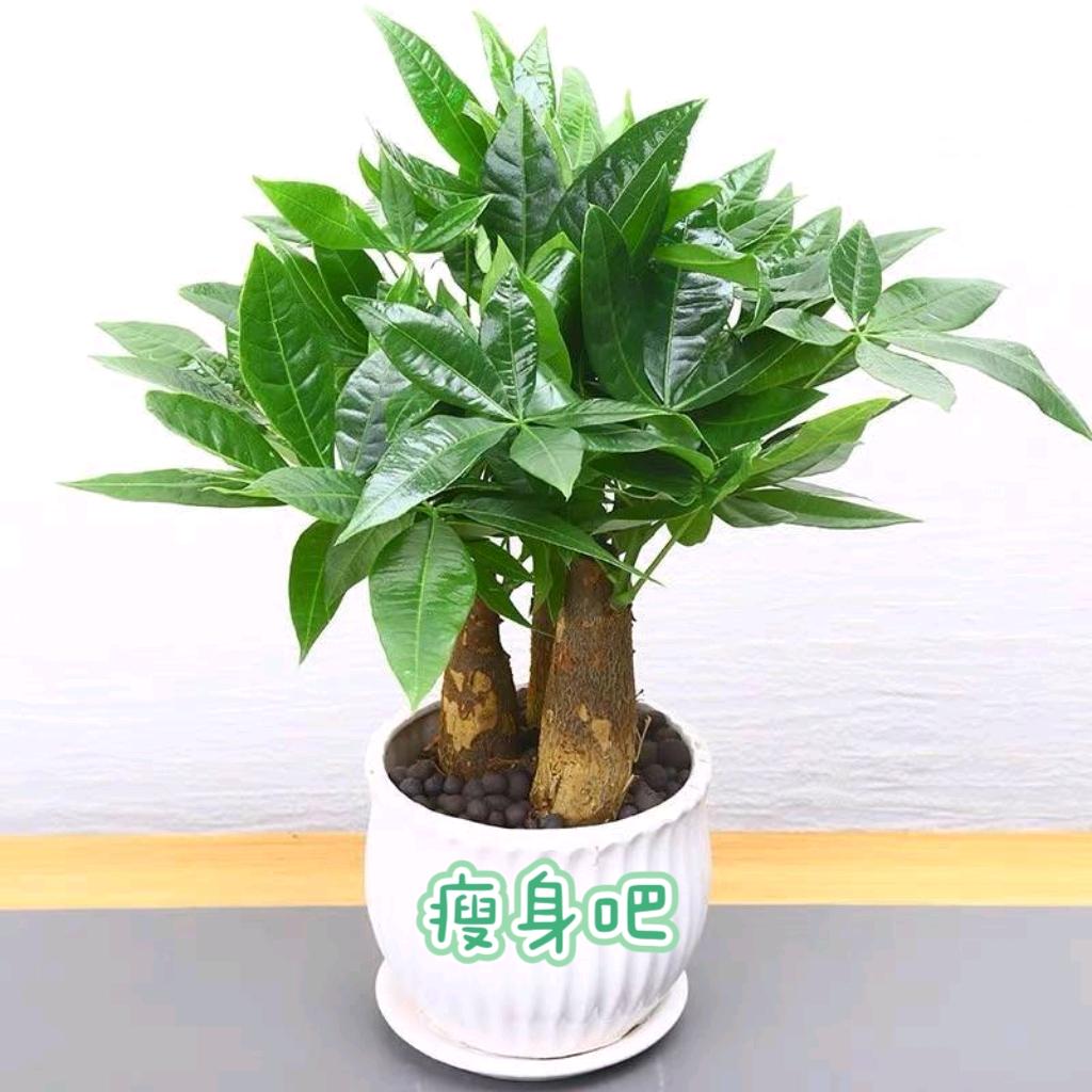 瘦身吧_依依