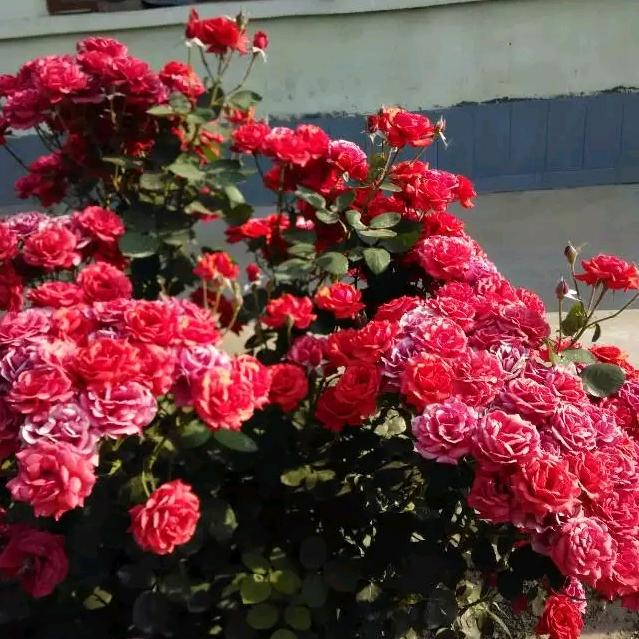 幸福快乐🌹