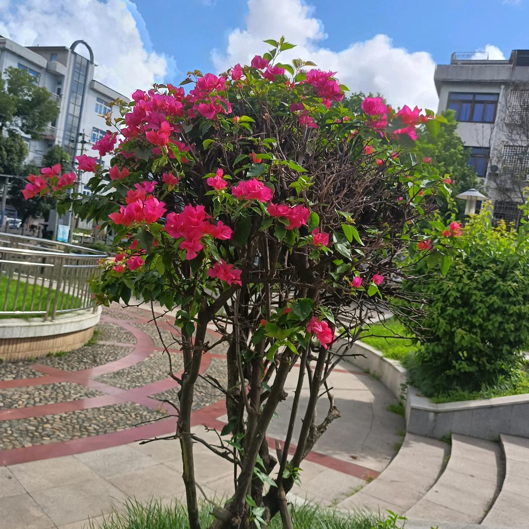 湖北房县→在温州