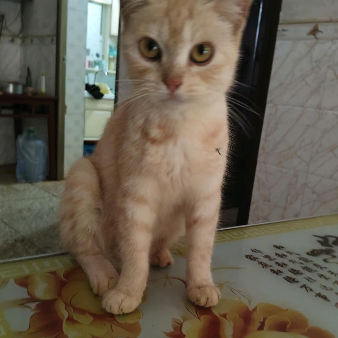 我有小猫你有吗