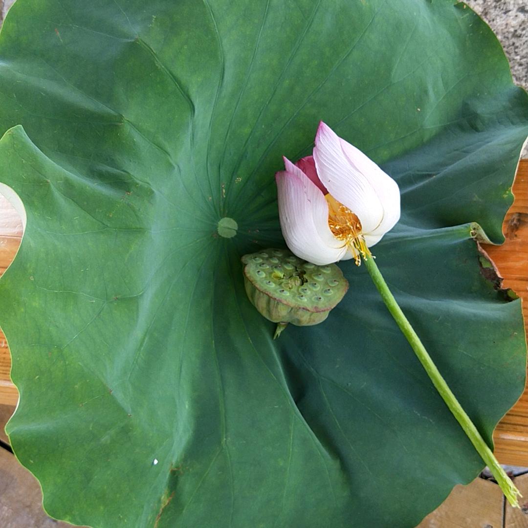 萱格格吉祥