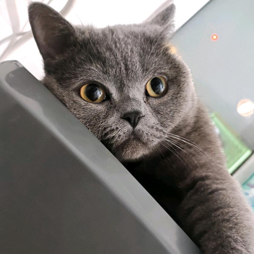 田静
