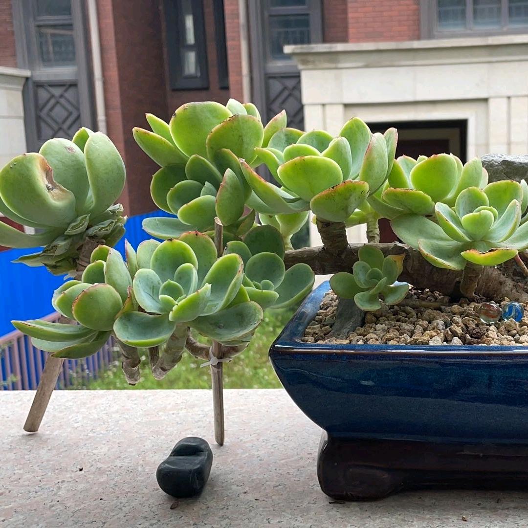 江苏盐城大丰多彩多肉基地单爱军