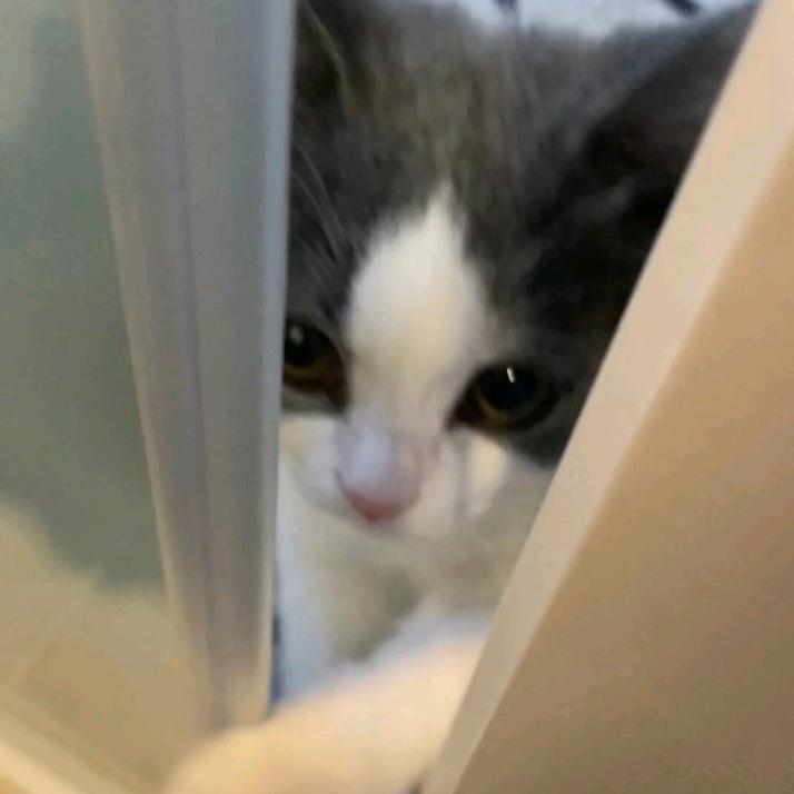 法式刘海猫