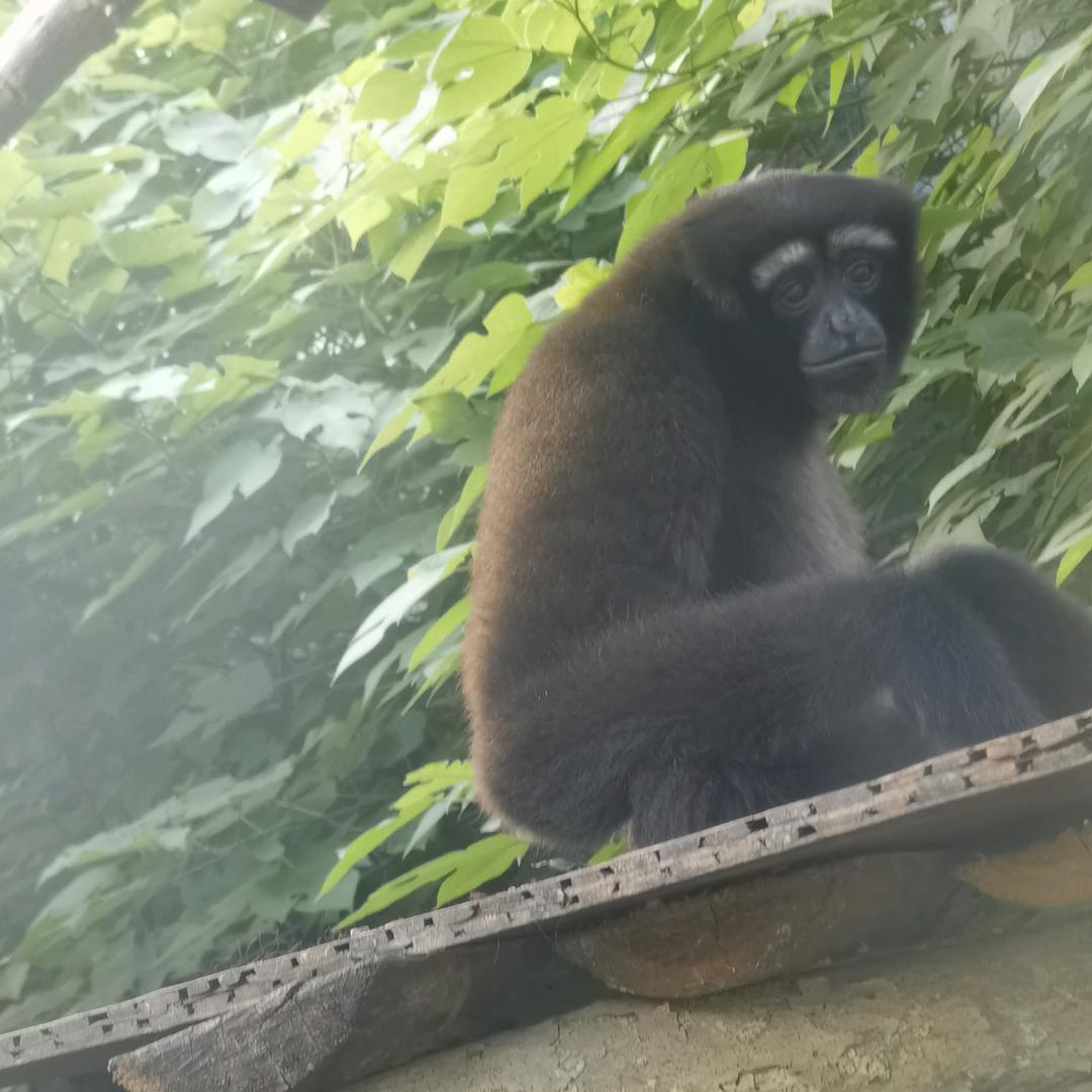 大兔小兔一起闹