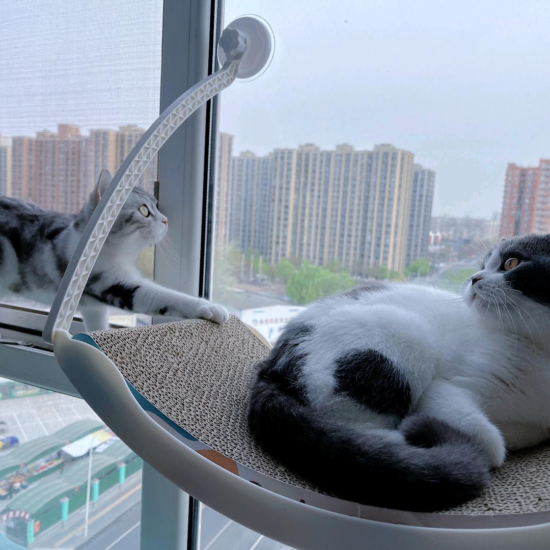 隋七七是大帅喵