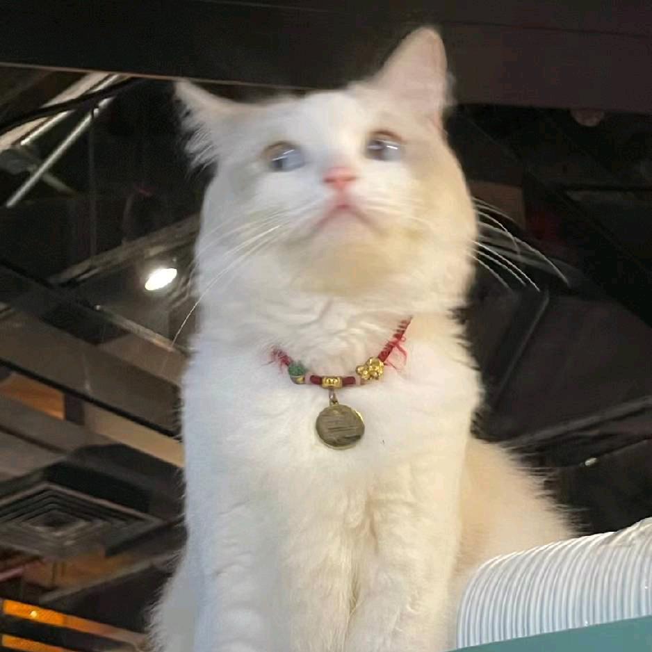 Charles痴情冢头像