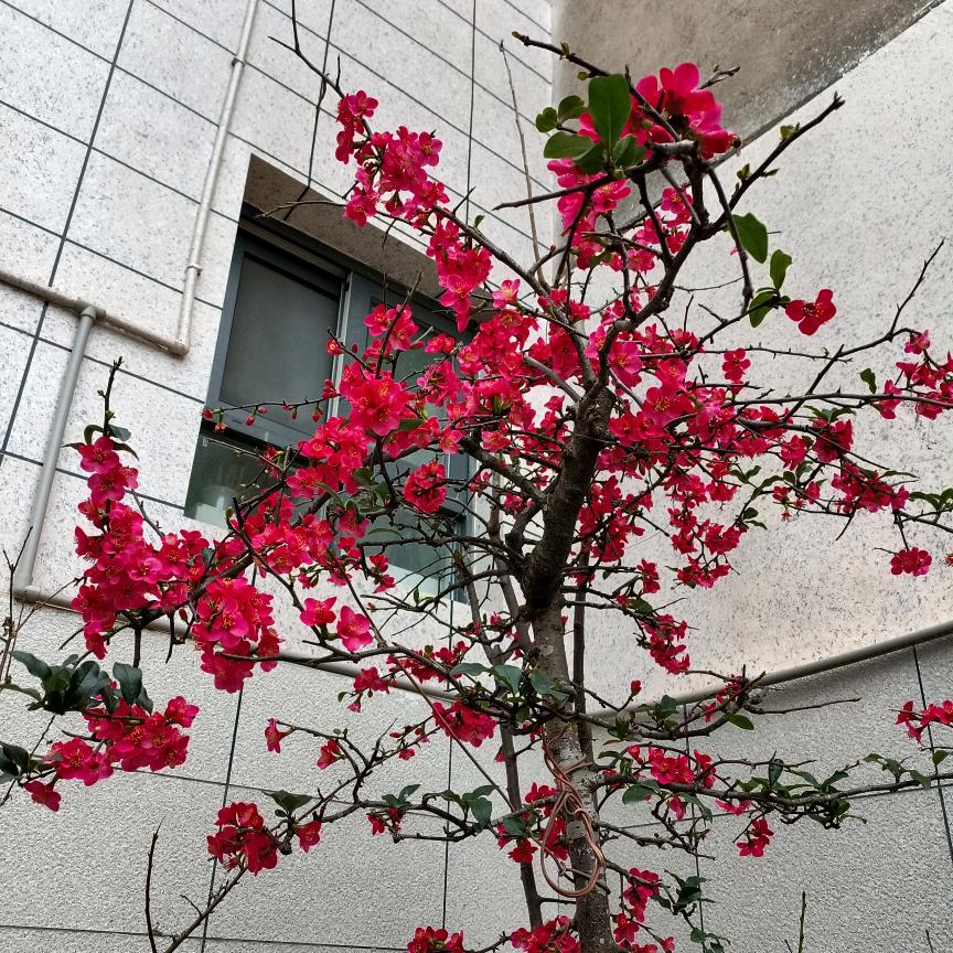 @爱跳舞💃糊蝶(80后)