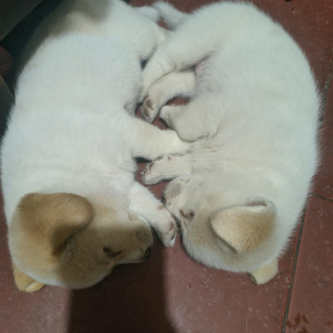 阿刚远行