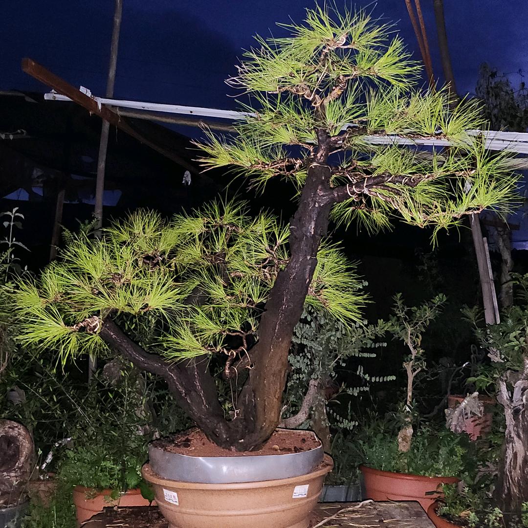 瀚鑫盆景园