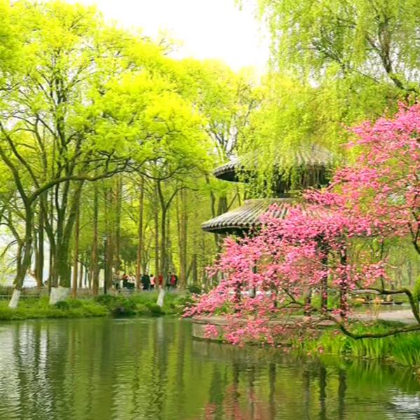 河清海晏～紫土