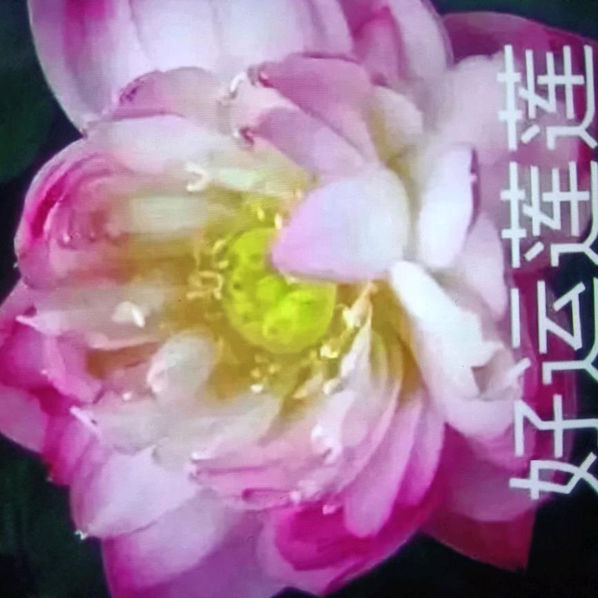 好运莲莲$