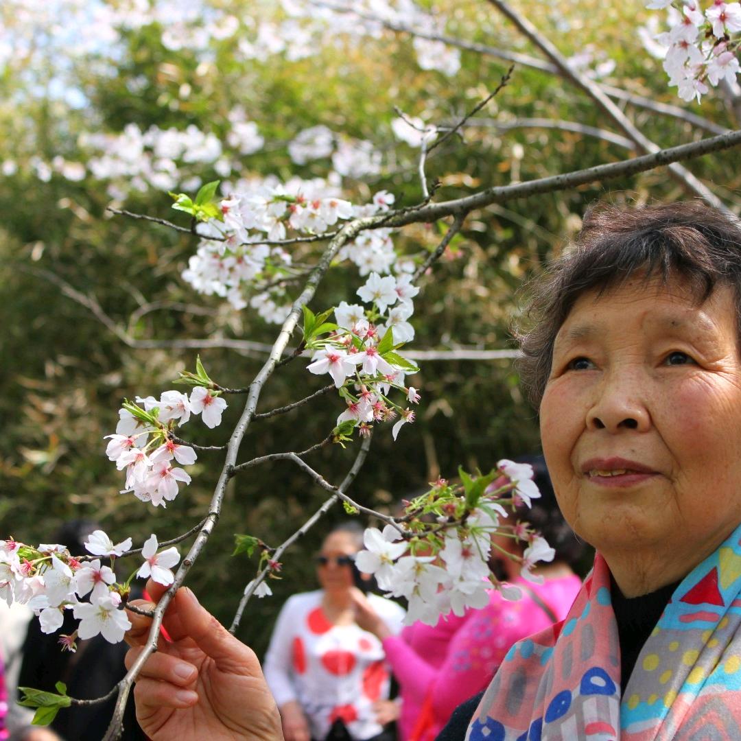 铁梨花