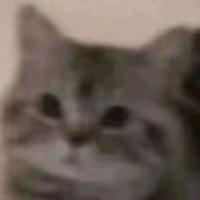 胡鹭娃
